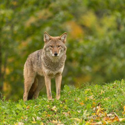 Category image for the resource Coyote Deterrents